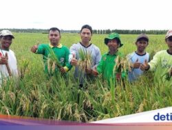 Hasil Survei Tunjukkan Lahan Cetak Sawah Di Merauke Layak Tanam