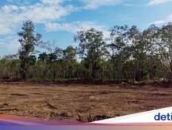 1 Juta Hektare Sawah Bakal Dicetak Ke Merauke, Ini Alasannya