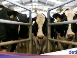 Investor Vietnam Mau Penanaman Modal Peternakan Sapi Ke Sulteng, Minta Lahan 10.000 Ha