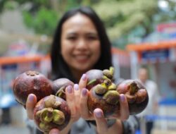 BRI Dorong Klaster Usaha Manggis Ke Bali Perluas Jaringan Pemasaran