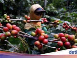 Minuman Lampung & Malang Tembus Pasar Mesir