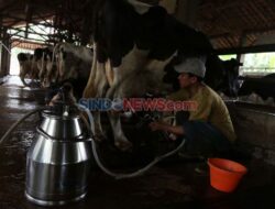 Markas Sapi Perah Rakyat Beroperasi Di Pasuruan, Bangkitkan Industri Susu Lokal