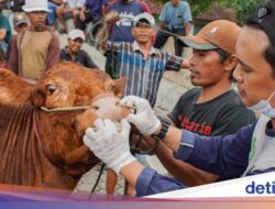 Kementan Catat Tindak Kejahatan PMK Sapi Menurun, Ini Datanya