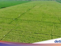 Mantan Napiter Bakal Dilibatkan Genjot Produksi Agrikultur & Peternakan