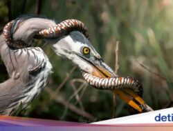 Fotografer Abadikan Pertarungan Epik Ular dan Bangau Hingga Alam Liar