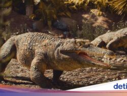 Jutaan Tahun Lalu, Buaya Lebih Besar dan Tangguh Di Dinosaurus