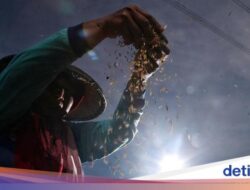 Akankah Kopdes Merah Putih Mampu Basmi Tengkulak?