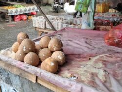 Kelapa Asal RI Dicap ‘Pohon Surga’, Diselidiki Orang Eropa Lantaran Sakti