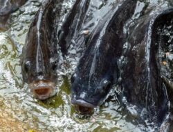 Disebut Ke Alkitab, Ikan Mukjizat Yesus Ini Muncul Ke Laut RI