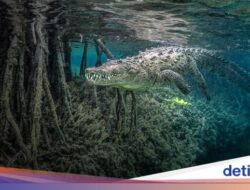Karya Memukau Jawara Duel Foto Mangrove, Ada Bersama Indonesia