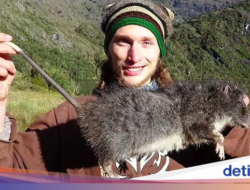 Ilmuwan Temukan Tikus Raksasa, Ukurannya Sebesar Kucing