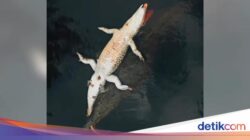 Video Viral Buaya Bawa Buaya Mati Bikin Geger Medsos