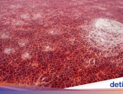 Misteri Danau Warna Merah yang Bikin Hewan Dari Sebab Itu Batu