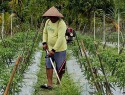 Pakai Cara Ini, BRI Perkuat Ketahanan Ketahanan Pangan & Gizi Nasional