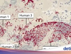 Indonesia Simpan Lukisan Gua Tertua Hingga Dunia, Ada Hingga Sulawesi