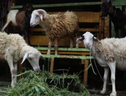 Alasan Logis Kenapa Kambing Menggantikan Ismail Sebagai Hewan Kurban