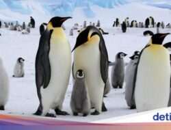 Sedih, Penguin Kaisar Diprediksi Punah Untuk Abad Ini