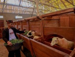 BRI Tingkatkan Produktivitas Peternak Domba Ke Desa Sukalaksana Garut