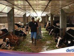 Alasan Pembelian Barang Untuk Luar Negeri Sapi Hidup Tak Lagi Dibatasi