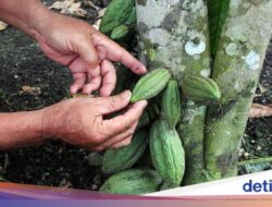 Harga Cokelat Lagi Melonjak, Prabowo Mau RI Kebut Produksi Kakao