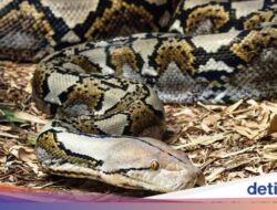 Ular Piton Telan Petani Ke Buton, Simak 7 Fakta Ular Piton