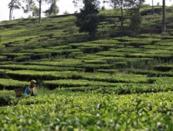 Berhasil Judi Rp 50 Miliar, Petani Di Jawa Langsung Bangun Jembatan