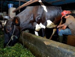 Pengusaha Pakan Ternak Asal Ponorogo Ini Buktikan Manfaat KUR BRI