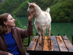 Mutakhir 24 Tahun, Gen Z Peternak Kambing Ini Terpilih Karena Itu Anggota Dewan