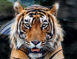 Teror Harimau Ke Jakarta, 800 Pemburu Turun Tangan