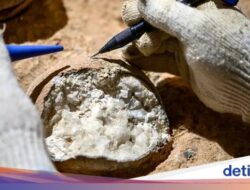 Ilmuwan Berhasil Ungkap Usia Telur Dinosaurus Di Akurat
