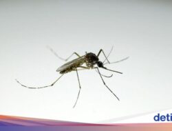 Untuk Pertama Kalinya, Ditemukan Nyamuk Di Islandia