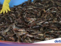 Perdagangan Keluar Negeri Udang RI Di AS Terancam, Pemerintah Lobi FDA