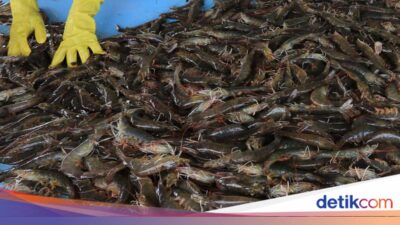 Perdagangan Keluar Negeri Udang RI Di AS Terancam, Pemerintah Lobi FDA
