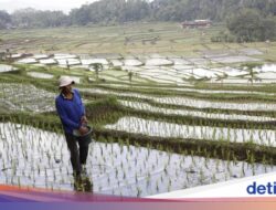 Produksi Beras Jan-Nov 2025 Dekati Prediksi FAO-USDA, Capai 33,19 Juta Ton