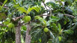 Buah Sakti Antipetaka Incaran Eropa, Viral Dimakan Mentah Tiru Leluhur