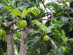 Buah Sakti Antipetaka Incaran Eropa, Viral Dimakan Mentah Tiru Leluhur