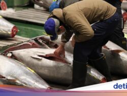 RI Minta Tambahan Kuota Penangkapan 3 Ribu Ton Tuna Sirip Biru