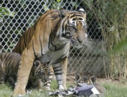 Di Harimau Berkeliaran Di Ancol dan Terkam Warga