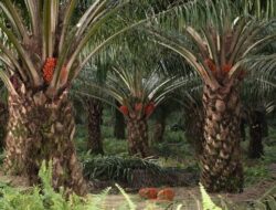 Tanaman Ini Dibuang & Dicueki Warga RI, Ternyata Harta Karun Berharga