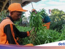 Benarkah Tumbuhan Tak Bisa Rasakan Sakit? Ini Penjelasan Ilmiahnya