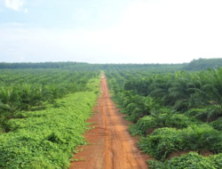 Pohon Ini Dulu Dibuang-buang Warga RI, Sekarang Lagi Kena Sorotan