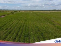 Ide Prabowo Buka 1 Juta Hektare Lahan Agrikultur Di Papua