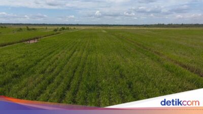Ide Prabowo Buka 1 Juta Hektare Lahan Agrikultur Di Papua