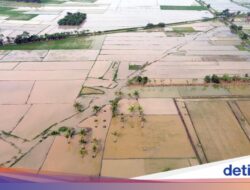11.000 Ha Sawah Bakal Dicetak Ulang Usai Bencana Alam Sumatera, Januari Dimulai
