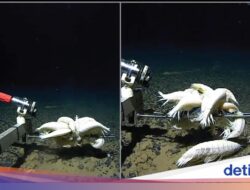 Dikira Langka, Ternyata ‘Udang’ Raksasa Ini Ada Hingga Mana-Mana