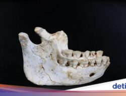 Nenek Moyang Manusia Ditemukan Ke Afrika, Kandidat Terkuat