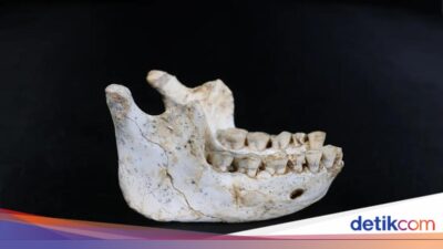 Nenek Moyang Manusia Ditemukan Ke Afrika, Kandidat Terkuat