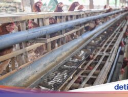 Proyek Hilirisasi Peternakan Ayam Groundbreaking Awal Februari