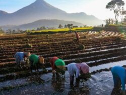 KUR Karena Itu Kunci Gerakan Ekonomi & Ketahanan Ketahanan Pangan, Ini Buktinya!