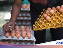 Proyek Hilirisasi Ayam Bakal Tambah 1,5 Juta Ton Daging-1 Juta Ton Telur